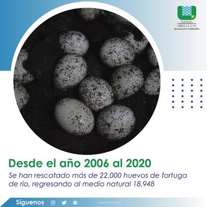 Unidos en la conservación de la tortuga de río en la cuenca media y baja del río sinú