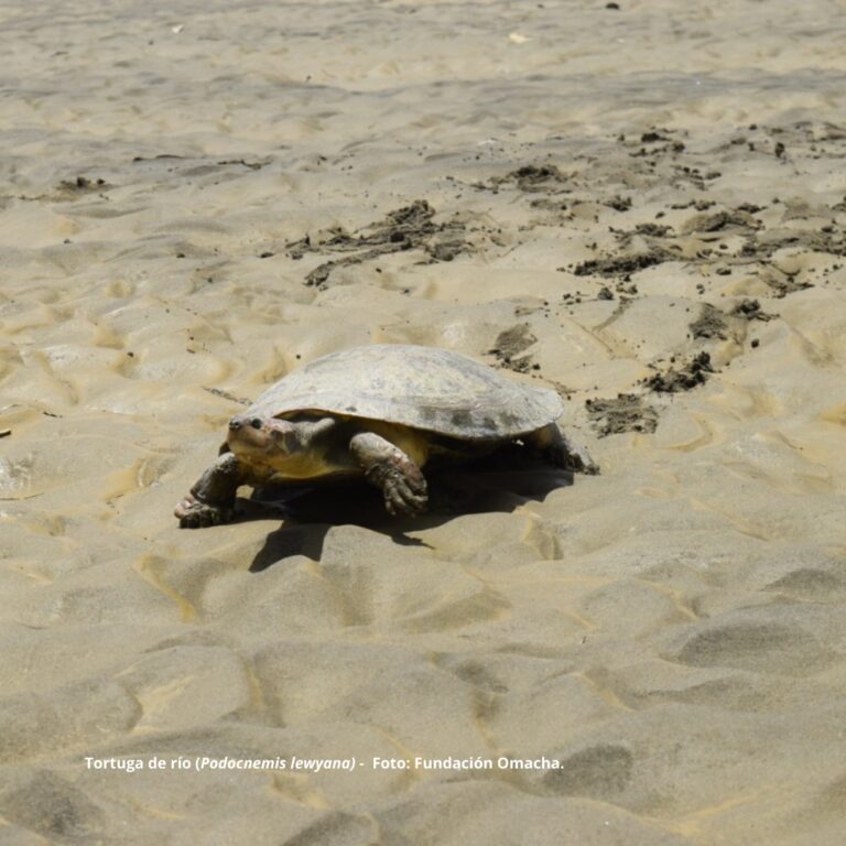 1.105 neonatos de tortuga de río fueron liberados en el río Sinú