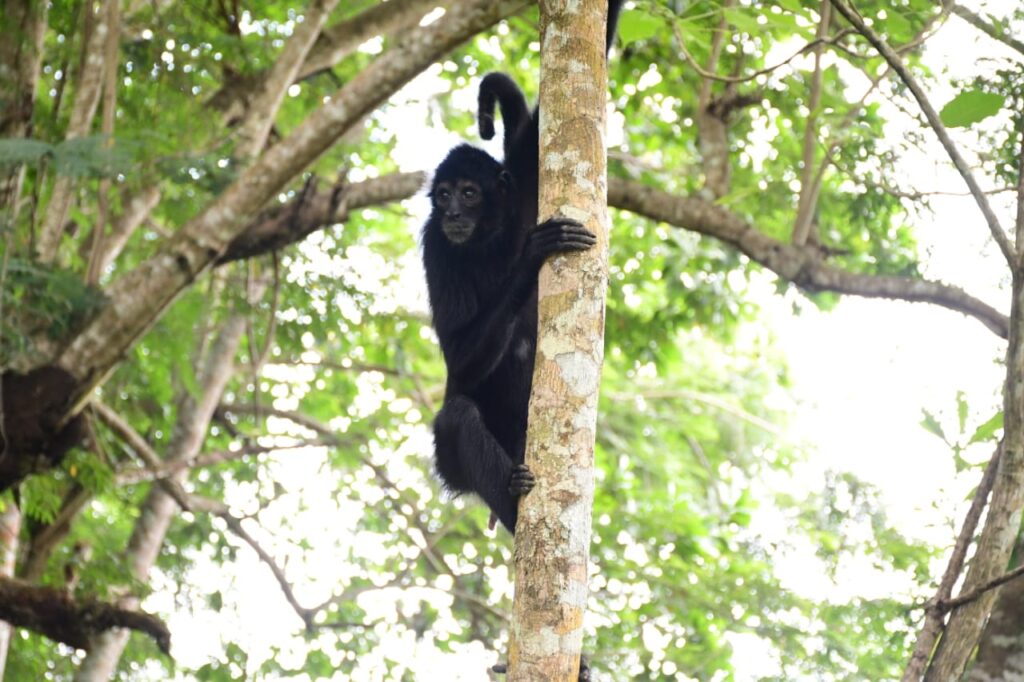 Nuevo hábitat para rehabilitación de primates en el Departamento de Córdoba