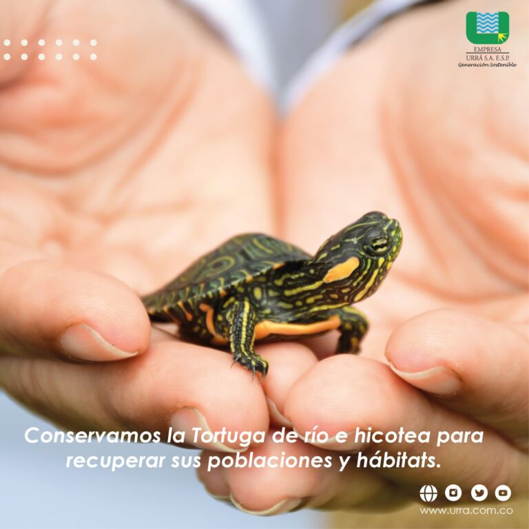 Conservamos la tortuga de río e hicotea para recuperar sus poblaciones y hábitats en el río Sinú y ciénagas