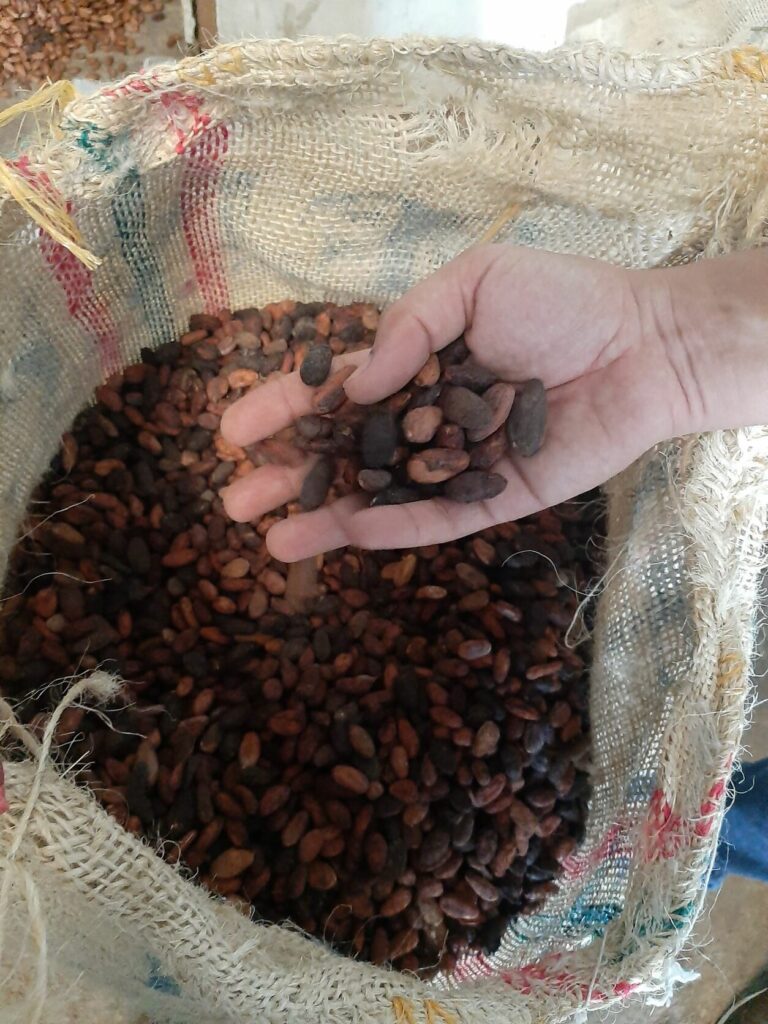 Por el cacao del Alto Sinú: articulación de voluntades