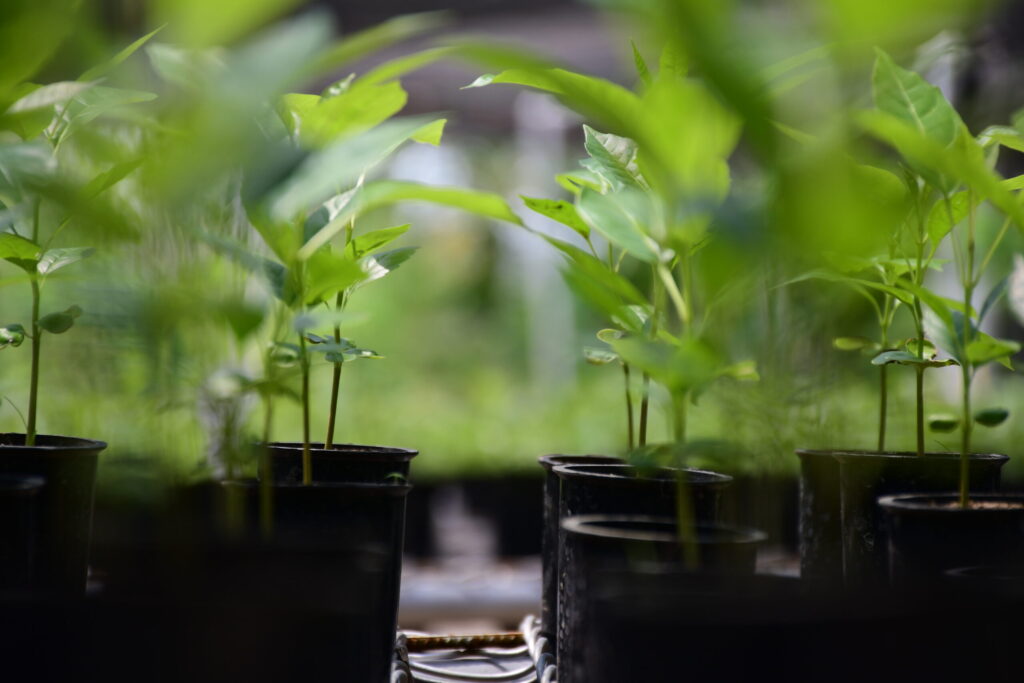 URRÁ lanza área de reproducción vegetal en estación ecológica en Tierralta