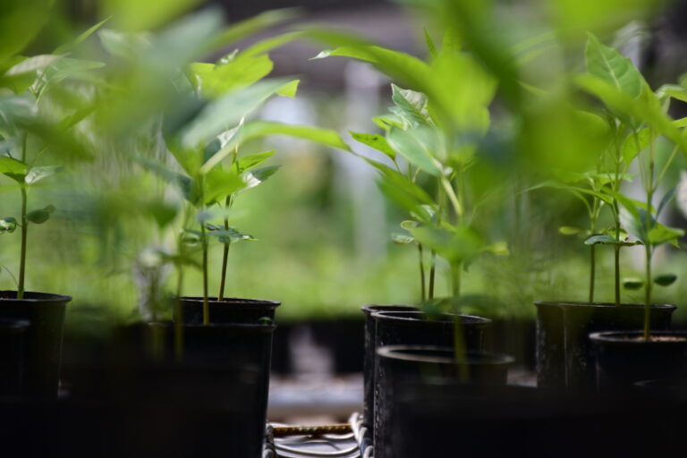 URRÁ lanza área de reproducción vegetal en estación ecológica en Tierralta
