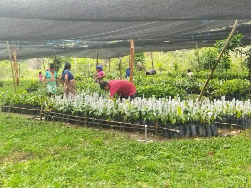 Financiadores de un proyecto de establecimiento de cacao en el Alto Sinú hacen reconocimiento a aporte de URRÁ