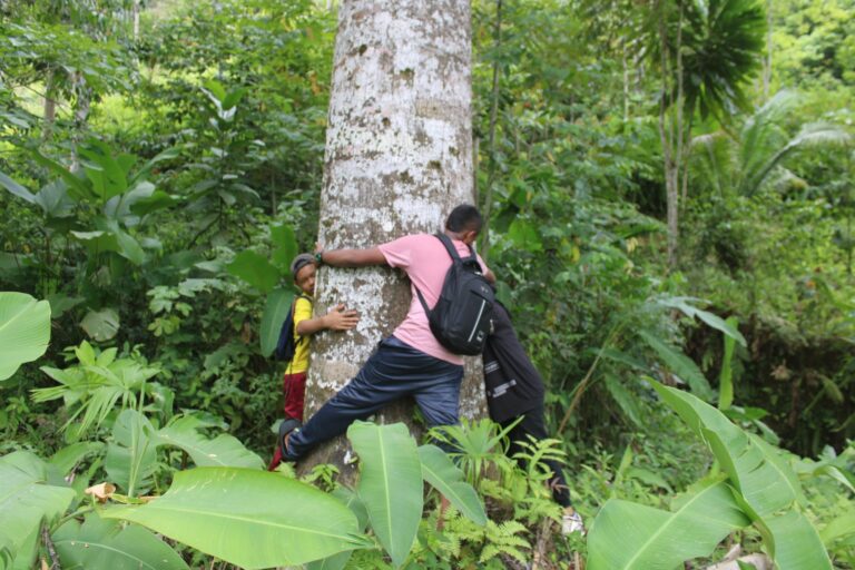 Comité Ambiental de las delicias le apuesta a la conservación del árbol el bálsamo