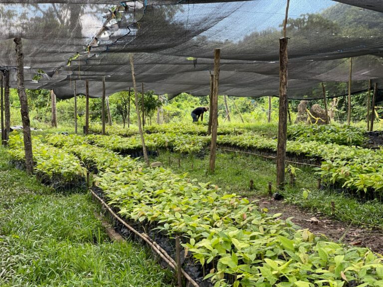 Proyecto de cacao financiado por URRÁ en zona indígena entra a fase de producción el presente año