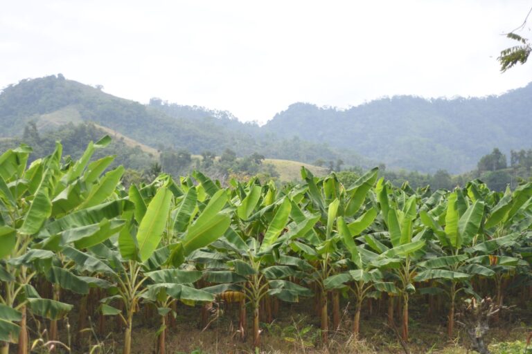URRÁ impacta a 134 productores de Tierralta mediante proyecto sostenible de plátano