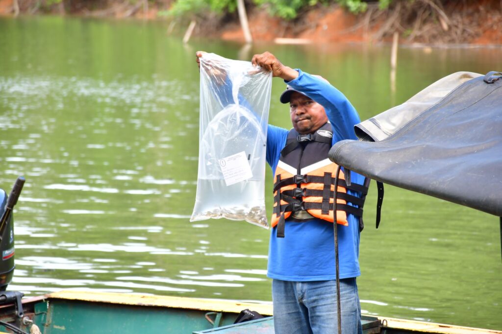 14.400 ALEVINOS DE BOCACHICO SEMBRADOS ESTA SEMANA EN EL EMBALSE URRÁ