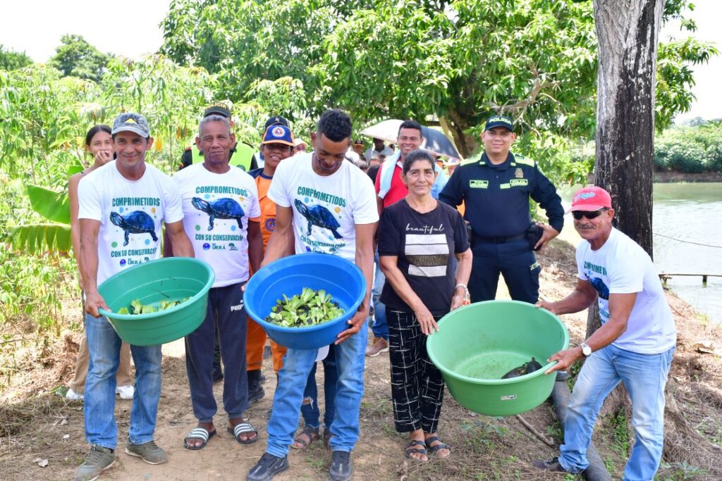 URRÁ libera neonatos de hicotea en ciénaga de Momil en alianza con asociación de mujeres expendedoras de pescado