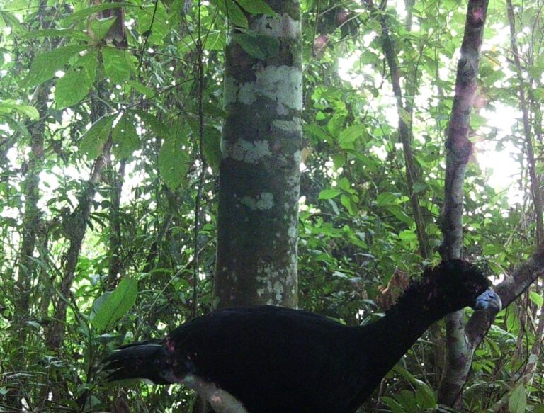 Capturado en Tierralta registro de la presencia del Crax alberti, conocido como Paujil de Pico Azul, especie endémica del norte de Colombia