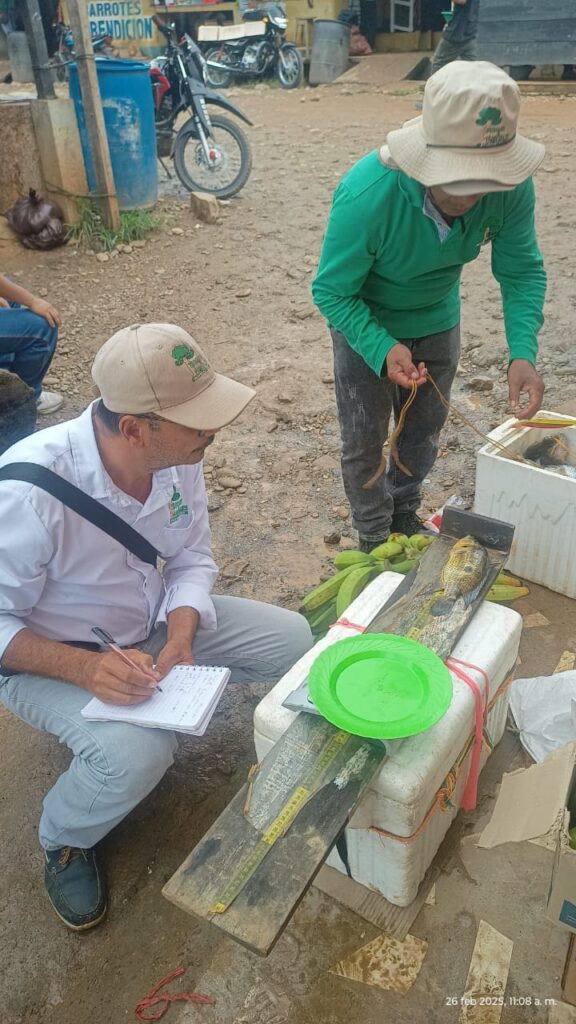 353 toneladas de carne de pescado se capturaron en 2024 en embalse URRÁ