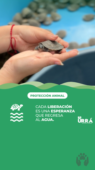 25.000 razones para seguir apoyando la conservación de la tortuga de río en Caño Viejo, Lorica