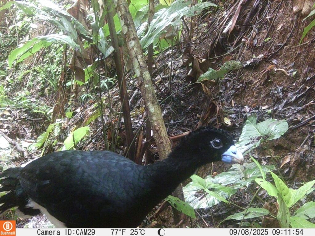 El Alto Sinú vuelve a respirar vida: la fauna silvestre regresa a su hogar gracias al Plan de Restauración Ecológica Participativa de URRÁ