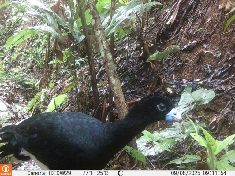 El Alto Sinú vuelve a respirar vida: la fauna silvestre regresa a su hogar gracias al Plan de Restauración Ecológica Participativa de URRÁ
