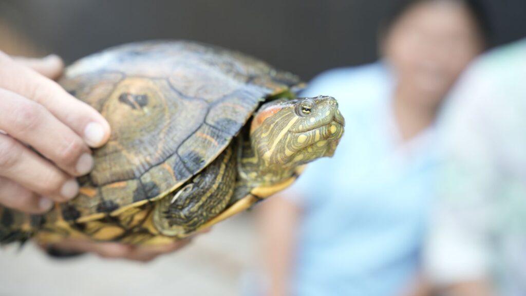 Continúa apoyo a la protección de la tortuga hicotea en Ciénaga Grande de Momil