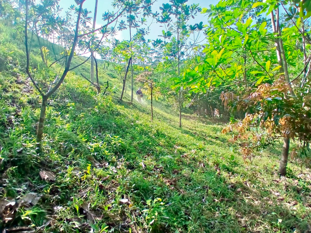 100 % de supervivencia de 200 plántulas sembradas en compensación