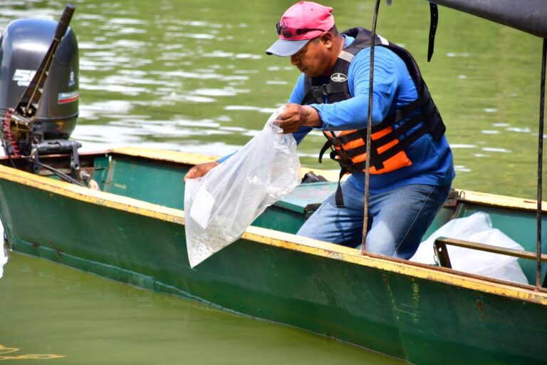 Más de 93 millones de alevinos sembrados en embalse desde el 2001. Según registra monitoreo pesquero