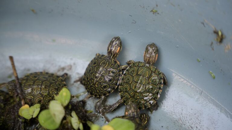 Más de 3000 neonatos de tortuga hicotea han regresado a su hábitat natural en el complejo cenagoso del Bajo Sinú.