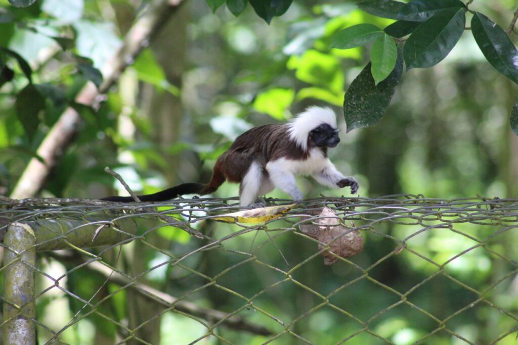 En el Alto Sinú conservamos uno de los mamíferos más pequeños del mundo: el Tití Cabeciblanco (Saguinus oedipus)