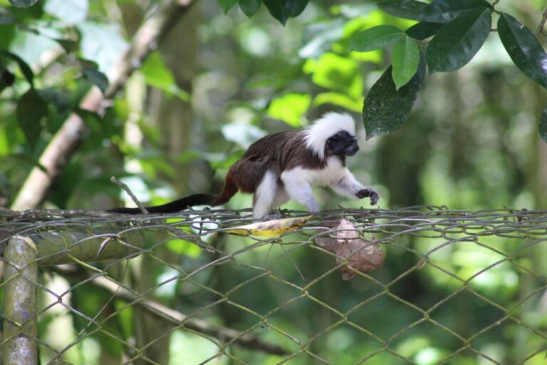 En el Alto Sinú conservamos uno de los mamíferos más pequeños del mundo: el Tití Cabeciblanco (Saguinus oedipus)