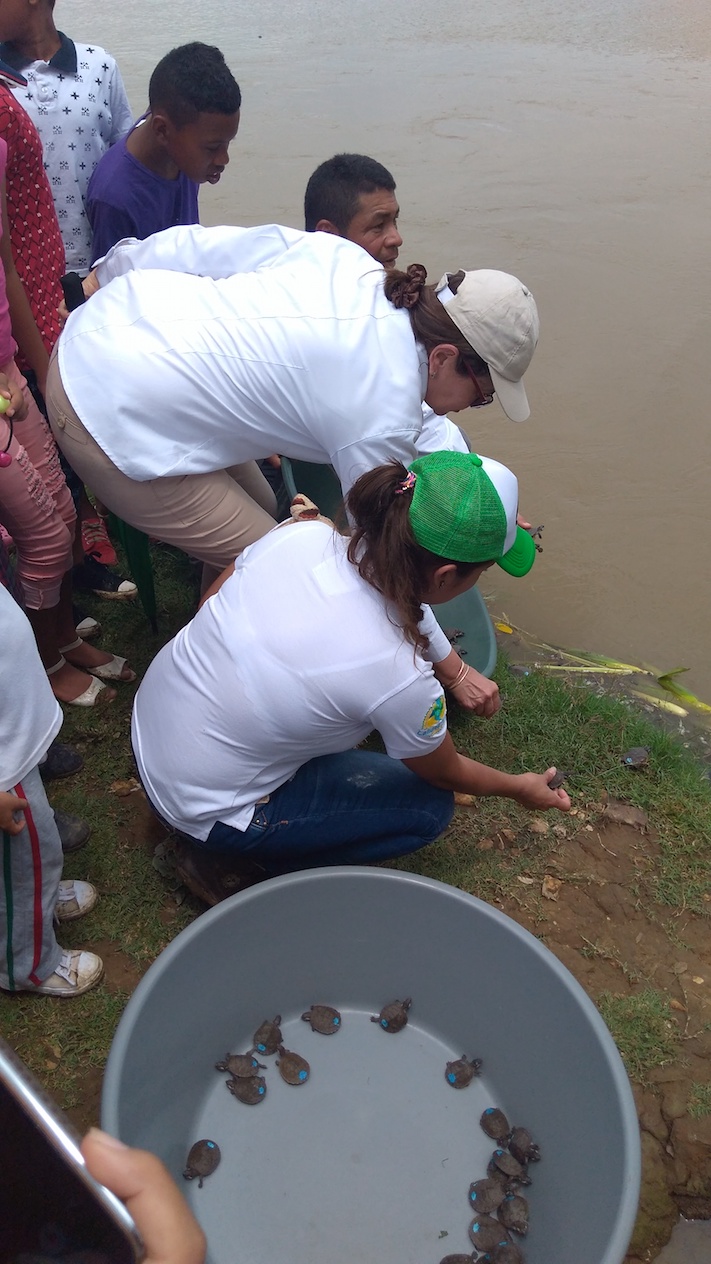Conservación de tortuga de río e hicotea en el Alto Sinú