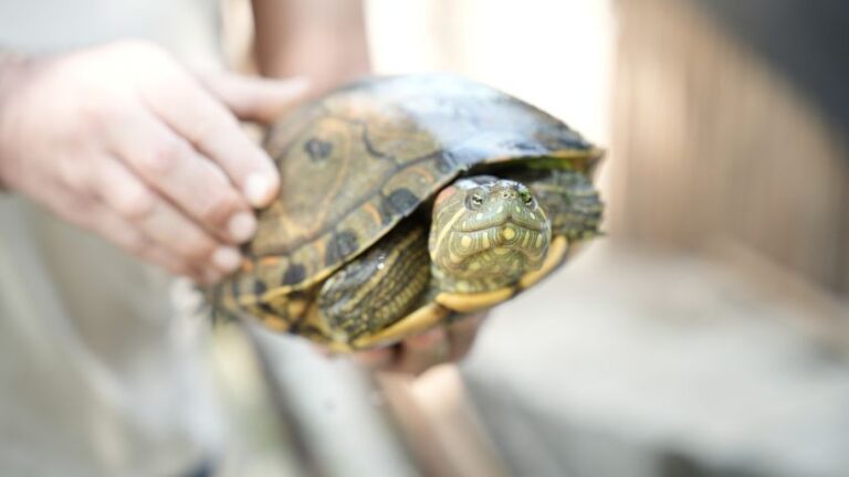 Alianzas para la conservación de especies endémicas en el Medio y Bajo Sinú