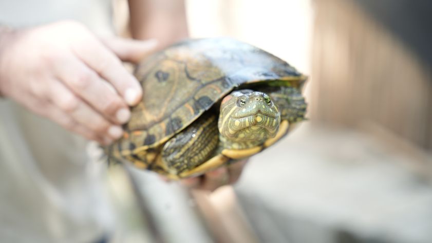 Alianzas para la conservación de especies endémicas en el Medio y Bajo Sinú