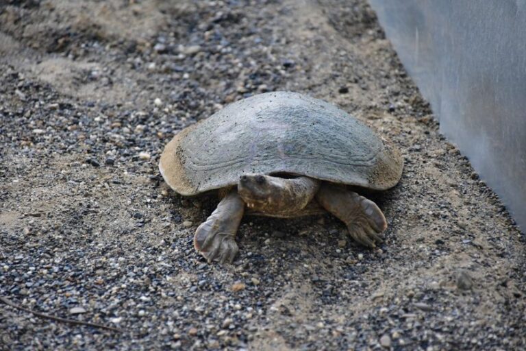 Tortuga de río: especie indispensable para la salud de los ecosistemas acuáticos