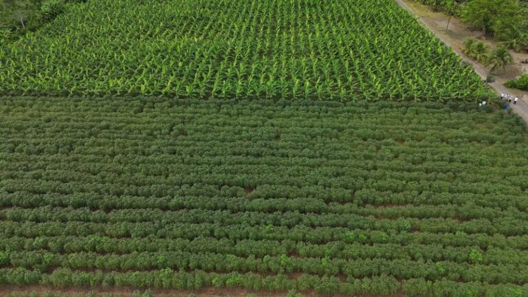 Más reactivación para el sector agrícola en Nuevo Ceibal – Tierralta