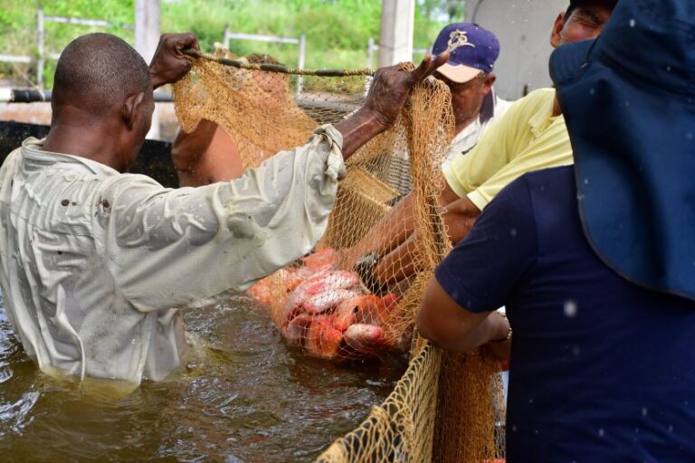 Alimento alternativo y pesca sostenible: La apuesta de la Estación Piscícola Sinú de URRÁ, en el Alto Sinú.